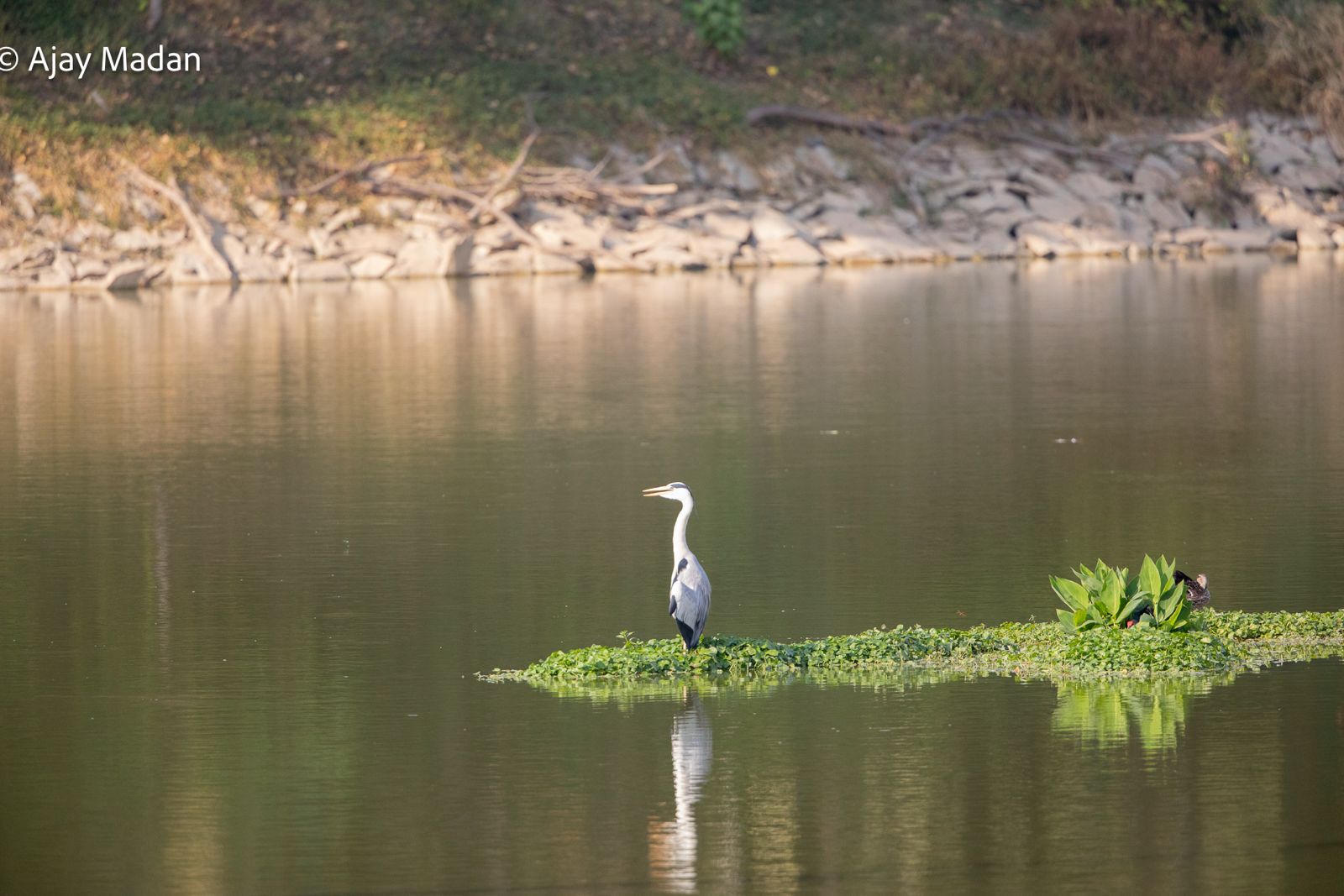 Bird Image